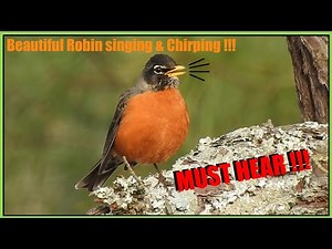 American Robin Singing & Chirping