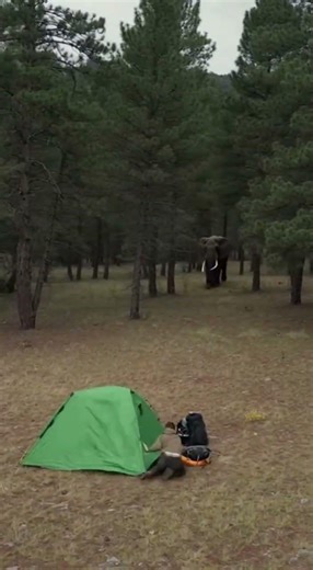 My Scariest Night Ever: An Elephant Attacked Us!