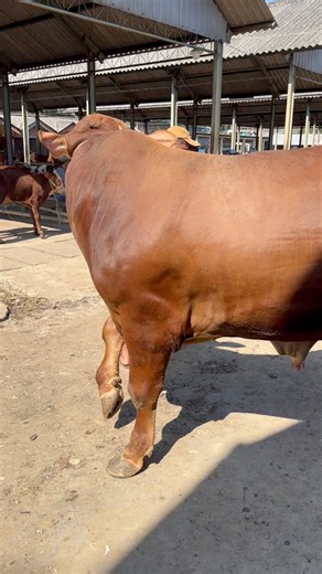 Sapi super minta 45jt #sapi #cow #bull | Revan Dolan Kandang