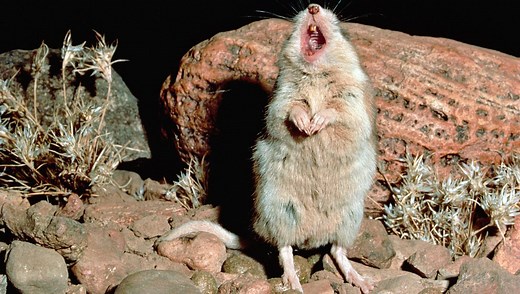 Meet The Only Mouse Known To Howl At The Moon