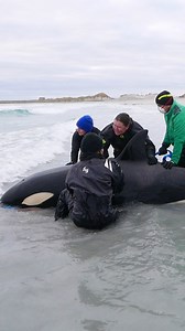 A powerful ocean predator was the last thing these rescuers expected to see stranded on the beach. 💦 | Humankind