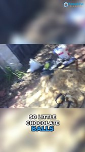 4.6K views · 22 reactions |  When tree roots invade your pipes, things can get messy! Watch Jake tackle a major blockage, this one's a wild one!  To watch the full video, click here: https://youtu.be/PUQUT-T7GwA #plumbingproblems #blockeddrains #treerootsdamage #plumbingrescue #pipeissues #beautifulplumbing #keepingaustraliabeautiful | Beautiful Plumbing | Facebook