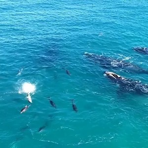 10K views · 665 reactions | Incredible footage of dolphins and whales slapping their fins together off the coast of Western Australia  Video credit: @jaimenhudson | All Everything Dolphin | Facebook