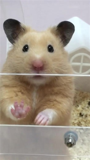 People think hamsters don't get angry. But actually, they do have a temper sometimes! 💢 ​Here’s why they might get angry: ​Waking them up: Since they’re nocturnal, they get very grumpy if you wake them up during their nap. 😴 ​Defending their space: They might get aggressive if they feel like their cage is being invaded. 🏠 ​Unwanted touching: If they’re not in the mood to be held, they might screech or push your hand away. 🚫✋ ​As you know, stress is really bad for these little guys. Let's mak