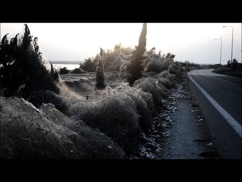 Spider swarm cloaks Greek lake in 1,000-metre web