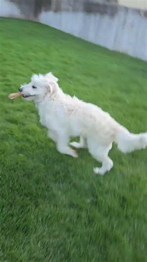 Pyredoodle plays keep away #dog #puppy #adoreble #funny #lol #play #Pyredoodle #running #doglife