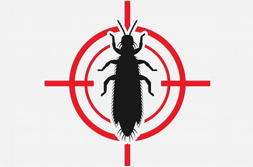 What are the Bugs on My Yucca - Luva Yucca