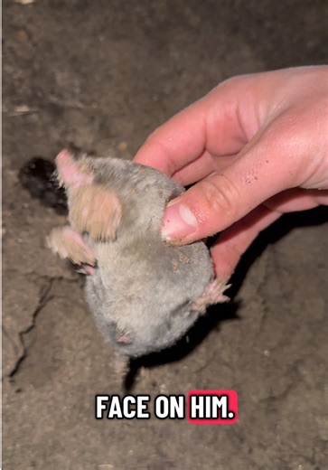 Super cute! #mole #mammals #cute #cuteanimals #nature | mole