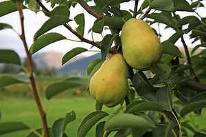 Enjoy the fall bounties of the Hood River Fruit Loop, from fresh apples to pear pizza