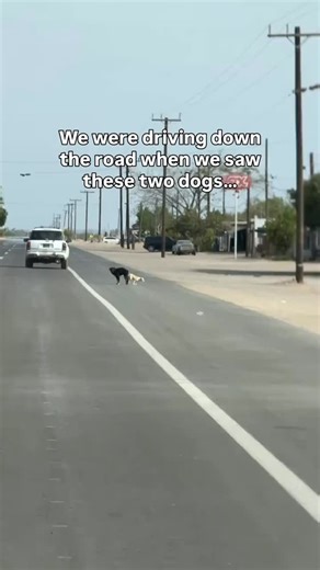 CuddlePetsSanctuary on Instagram: "We were driving down the road when we saw these two dogs… Stuck together. Scared.Helpless. We don’t know how long they were like this—but we knew we couldn’t leave them behind. So we stopped. We rescued them. 🐾❤️ They are finally safe and getting the help they need. Sometimes doing nothing isn’t an option."