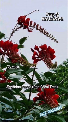 Erythrina Fusca (Red Coral Tree) #india #kerala #floweringtrees #creeper #plants #flowers #garden
