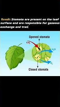 observation of stomata using leaf peel!