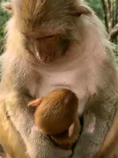 The friendly smile of the mother monkey