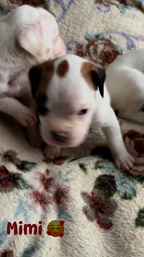 Elevage familial BOXER on Reels