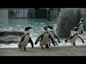 Pengin 仙台うみの杜水族館のケープペンギン