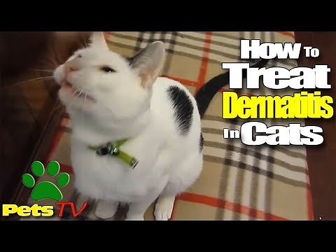 LOOK HOW TO TREAT DERMATITIS IN CATS