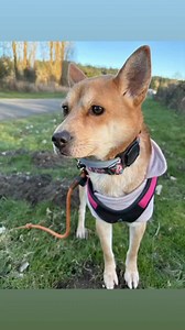 Dog adoption event Langley Petsmart April 24th to 27th ! Volunteers beeded please | Embrace a Discarded Animal Society