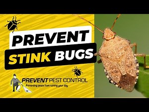How to Kill Stink Bugs in Cleveland