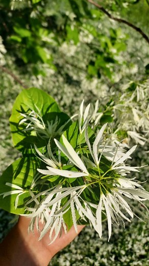 The fun challenge of germinating local genotype fringetree (Chionanthus virginicus) this beautiful tree of rocky woodlands and barrens can be tricky but rewarding to grow from seed. Keys to success: never letting the seeds dry out, thoroughly cleaning the seeds, cracking open that hard but brittle shell, and artificially warm stratifying the seeds for 3 months followed by 3 months of cold stratification. | Piedmont Discovery Center