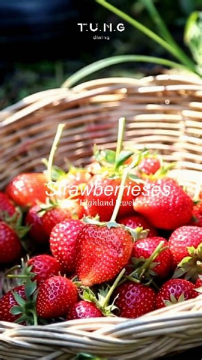 [THE SEASON’S SECRET #2] Dâu tây – ngọt ngào, tươi tắn, mang theo hơi thở của cao nguyên. T.U.N.G dining mang hương vị ấy vào từng món ăn trong The Flavor Collection, như một lời thì thầm nhẹ nhàng của mùa. — [THE SEASON’S SECRET #2] Strawberries – sweet, vibrant, and kissed by the highland breeze. At T.U.N.G dining, we bring this seasonal essence into each dish of The Flavor Collection — a gentle whisper of the season, delicately woven into every flavor. — T.U.N.G dining Location: 2C Quang Trun