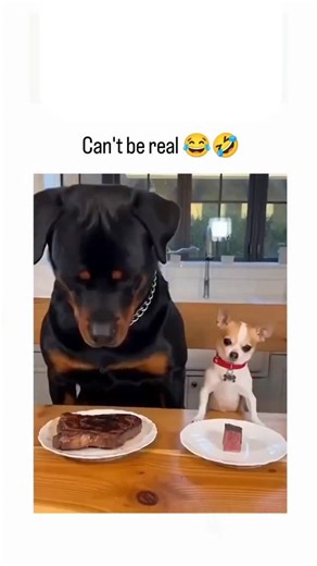𝐕𝐢𝐬𝐢𝐛𝐢𝐥𝐢𝐭𝐲 𝐄𝐱𝐩𝐥𝐚𝐢𝐧𝐞𝐫 🎥 on Instagram: "- The video compiles 66 seconds of edited clips contrasting tiny Chihuahuas with massive Rottweilers in absurd scenarios, like racing for chicken wings or sharing steaks, using repeated “Chihuahua vs. Rottweiler” overlays for comedic effect. - Posted by @Boldyboy1975, a self-described animal-loving comedian focused on memes, the caption doubts its realism while highlighting its hilarity, fitting their pattern of sharing lighthearted, ques