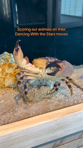 3.9K views · 73 reactions | How would you score our animals in each of these Dancing with the Stars dances?  From the searobin's fancy footwork to Charlie and Beau's dizzying twirls, our stars of the sea are ready for tonight's competition! Who's taking home the Mirrorball trophy? 呂 | South Carolina Aquarium | Facebook
