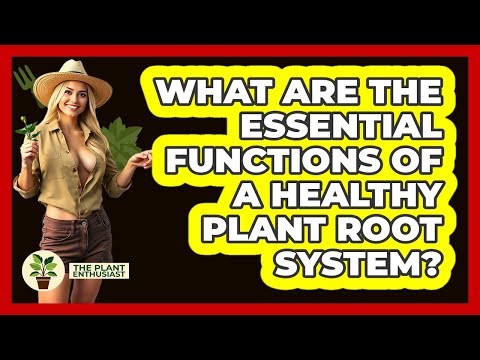 What Are The Essential Functions Of A Healthy Plant Root System? - The Plant Enthusiast