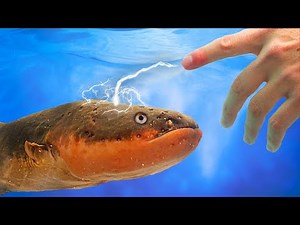 SHOCKED! by an Electric Eel (800 volts)