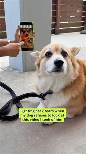 Why do they refuse to look at phones? 😢