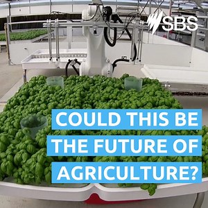 “To really eliminate waste, to really get to that next level of sustainability and impact, we have to rethink the entire growth process.” Robots and hydroponics — could this be the future of agriculture? | SBS Australia