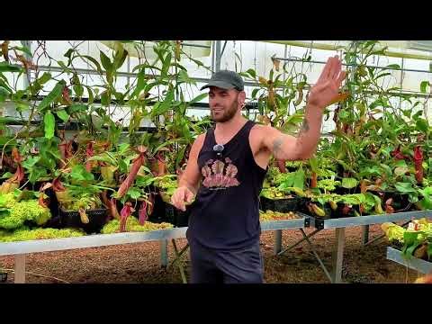 How ONE Rare Plant Paid for His Greenhouses (Philodendron spiritus sancti) | Red Leaf Exotics
