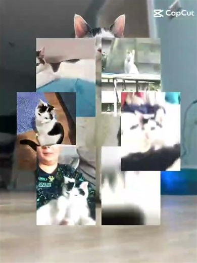 candyman edit#rip#edit #cutecat