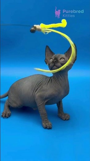 Meet Denzel: Bold Black Canadian Sphynx 😻🖤 Playful & Loving! #SphynxKitten #BlackSphynx