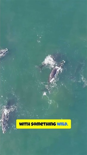Whales Sleep With Half A Brain Awake?!