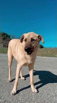 The Emotional Damage of Leaving Dogs Alone#DogSeparationAnxiety #DogAnxiety #Leaving #DogBehavior