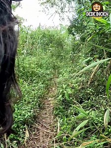 415K views · 6.1K reactions | Dede Inoen temukan banyak jejak kaki macan saat menelusuri hutan belantara. | Dede Inoen | Facebook