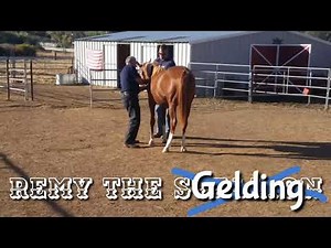 From Stallion to Gelding