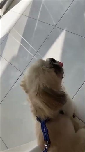 pango gives first time for explore a pet clinic