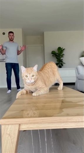 The Cat with Perfect Timing to Ruin Everything