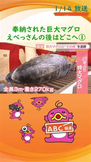 兵庫県#西宮神社の「#十日戎」といえば、開門神事・「福男選び」が真っ先に頭に浮かぶ方も多いのではないでしょうか？実は福男が駆け込む神社の本殿には、もう一つの名物があります。それが、「招福大マグロ」。 「大マグロ」は、卸売組合や水産会社などが商売繁盛を祈願し、1970年から西宮神社に毎年奉納しています。いつしか参拝に訪れた人が「お金が身につくように」と願いを込めて#マグロにさい銭を貼り付け始め、いまではびっしりと全身がさい銭で埋め尽くされるほど。 2026年のマグロは全長3メートル、重さ270キロと、23年ぶりの特大サイズ。 (参拝に訪れた人) 「立派に丸々太って僕らの会社も太くしたい！」 8日に奉納されるやいなや、多くの人が願いを込めてさい銭を貼り付けていました。ところでこのマグロ、「十日戎」が終わったあとはどうなるのでしょうか・・・？