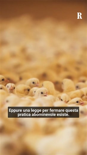 "Ogni anno in Italia circa 30 milioni di pulcini maschi vengono uccisi appena nati, triturati vivi o soffocati entro le prime 24 ore senza l'utilizzo di tecniche di stordimento. Considerati scarti perché non producono uova e non crescono abbastanza velocemente per diventare polli da carne". Il punto di Francesca Santolini #pulcini | la Repubblica