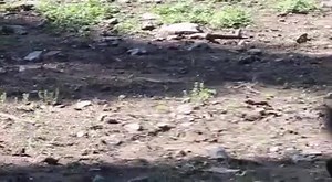 Here they are! The Detroit Zoo debuted four of the five new warthogs, all named after #GameOfThrones characters. PICTURES AND VIDEO: http://bitly.com/1J2EsuW | FOX 2 Detroit