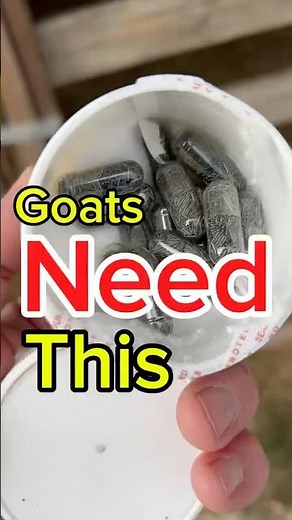 Copper bolus can be fed to deficient goats #minerals #worms #barberpole #farming #easy #healthy