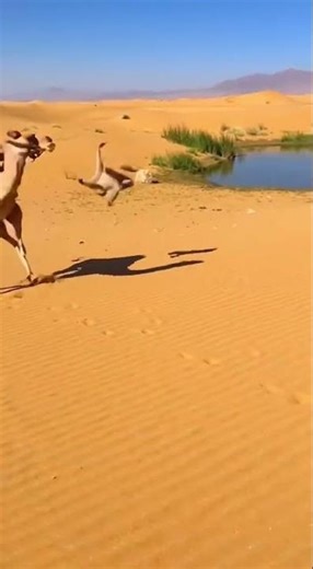 🐒 MONKEY! Baboon Flies High! ✈️ 【猿】ヒヒがラクダに蹴られて空を飛ぶ！