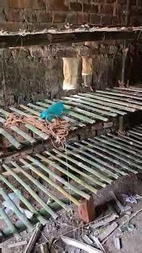 Mushroom Farming for Beginners: A Complete Step-by-Step Guide