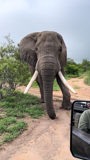 Close-up Elephant Action: Discover Their Unique Behavior