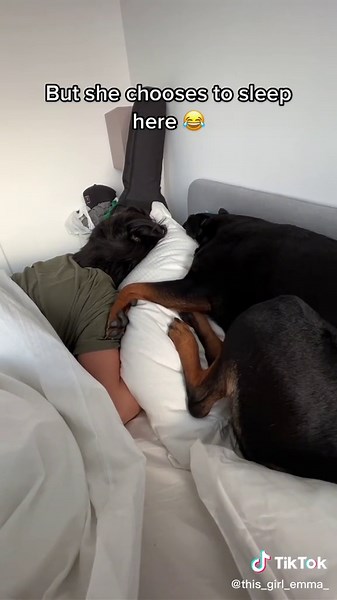Emma sleeps wherever dad sleeps 🤣🤍 Especially on our new @IKEA pillows 😂 #DogFamily #FunnyDog #PetsOfTikTok #Rottweiler