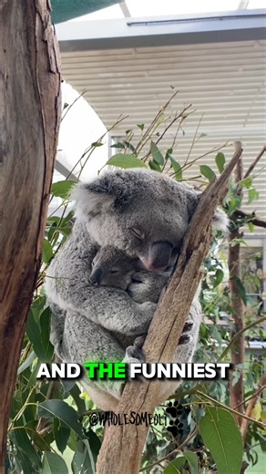 This Koala Refuses to Let Go of Her Mom 😭 #animals #cute #shorts