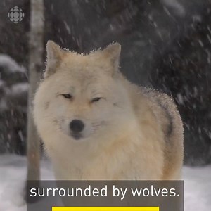 694K views · 239 reactions | Interested in glamping with wolves? https://www.cbc.ca/1.4963546 | CBC Montreal | Facebook