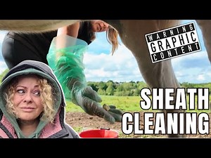 Equine Health: Sheath Cleaning by a Professional 2025